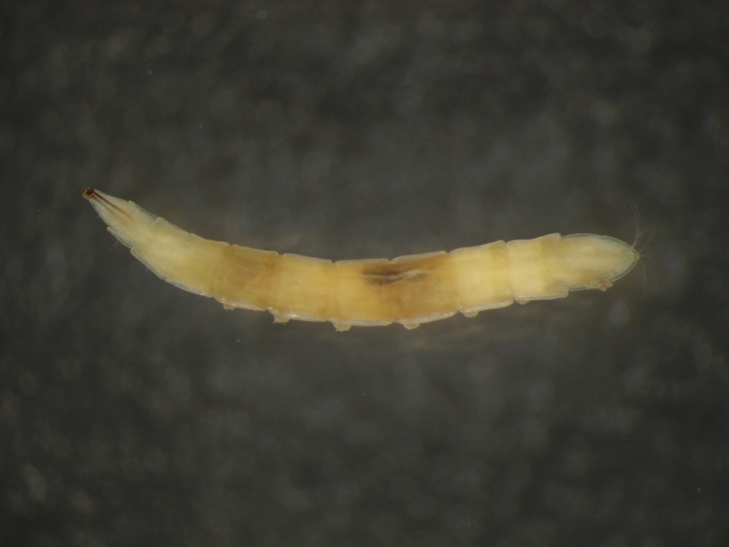 Chelifera sp.